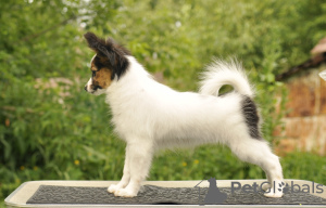 Photo №4. I will sell papillon dog in the city of Москва. breeder - price - 1361$