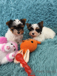 Photo №3. Mini puppy for sale, female Biewer Yorkshire Terrier, little princess.. Georgia