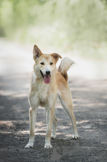 Photo №3. Looking for a good home baby Clyde. Russian Federation