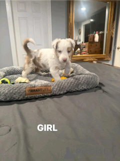 Photo №3. Australian Shepherd puppies for adoption. United States