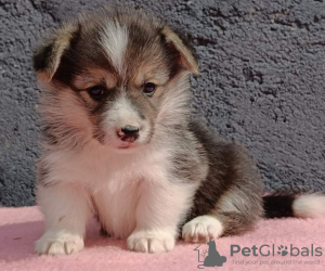 Additional photos: Pembroke Welsh Corgi puppies