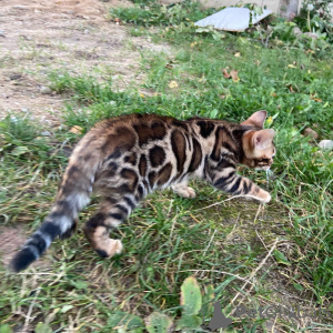 Photo №2 to announcement № 26772 for the sale of bengal cat - buy in Latvia private announcement, from nursery, breeder