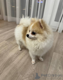 Photo №2 to announcement № 84261 for the sale of pomeranian - buy in Lithuania private announcement