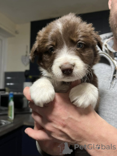 Photo №2 to announcement № 172225 for the sale of border collie - buy in Denmark private announcement