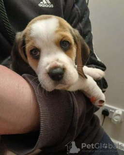 Photo №1. beagle - for sale in the city of Berlin | 370$ | Announcement № 116806