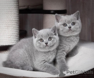 Photo №1. british shorthair - for sale in the city of Alesund | 413$ | Announcement № 172098