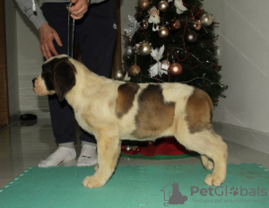 Additional photos: Saint Bernard puppies