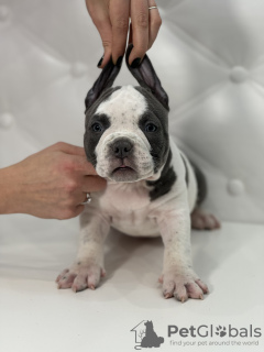 Photo №2 to announcement № 87944 for the sale of american bully - buy in Moldova breeder