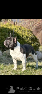 Photo №2. Mating service french bulldog. Price - negotiated