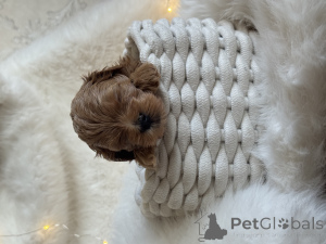 Photo №3. Maltipoo puppy. Russian Federation