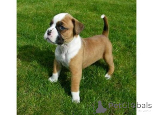 Photo №1. boxer - for sale in the city of Nauders | 361$ | Announcement № 170135