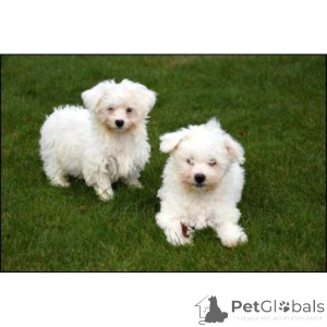 Photo №1. maltese dog - for sale in the city of Bayerbach | 361$ | Announcement № 171425