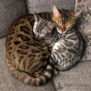 Photo №1. bengal cat - for sale in the city of Buenos Aires Chico | Is free | Announcement № 111723