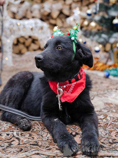 Photo №1. non-pedigree dogs - for sale in the city of Moskova | Is free | Announcement № 165550