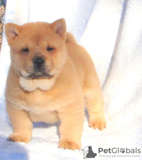 Photo №3. chow-chow puppy. Russian Federation