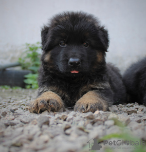 Photo №3. Exclusive long-haired shepherd litter. Russian Federation