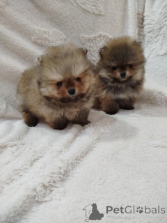 Photo №1. pomeranian - for sale in the city of Vilovo | 941$ | Announcement № 138966