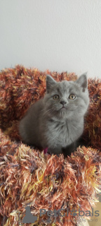 Additional photos: Male and Female British Shorthair Kittens