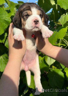 Photo №2 to announcement № 124815 for the sale of beagle - buy in Moldova private announcement