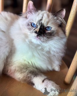 Photo №1. ragdoll - for sale in the city of Haugesund | negotiated | Announcement № 155570
