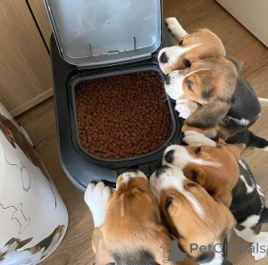 Photo №1. non-pedigree dogs - for sale in the city of Achaern | Is free | Announcement № 163497