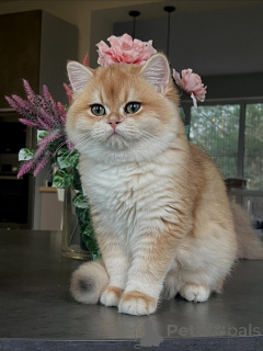 Photo №4. I will sell chinchilla cat in the city of Hamburg. breeder - price - negotiated