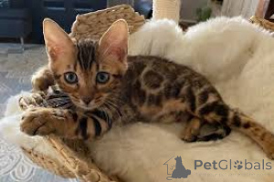 Photo №1. bengal cat - for sale in the city of Estringen | negotiated | Announcement № 159401