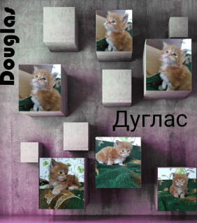 Photo №2 to announcement № 6448 for the sale of maine coon - buy in Belarus from nursery, breeder
