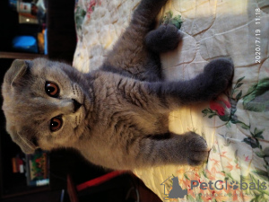 Photo №1. scottish fold - for sale in the city of Москва | 274$ | Announcement № 7346