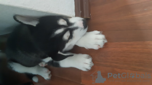 Photo №2 to announcement № 22256 for the sale of siberian husky - buy in Germany private announcement