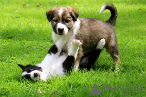 Photo №2 to announcement № 168186 for the sale of border collie - buy in Sweden private announcement, breeder