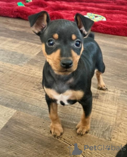 Photo №2 to announcement № 175861 for the sale of miniature pinscher - buy in Spain 