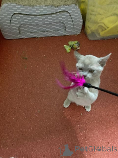 Photo №3. Burma kitten are looking for a loving home.. Austria