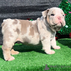 Photo №1. english bulldog - for sale in the city of Vilnius | negotiated | Announcement № 112254