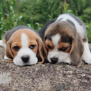 Additional photos: Beagle puppies looking for forever homes