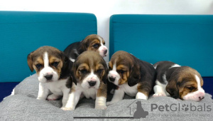 Photo №1. beagle - for sale in the city of Vilnius | negotiated | Announcement № 75137