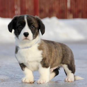Photo №1. welsh corgi - for sale in the city of Москва | negotiated | Announcement № 1616