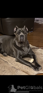 Photo №1. cane corso - for sale in the city of Berlin | 1057$ | Announcement № 40414