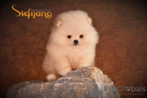 Additional photos: Purebred Pomeranian Boo puppies