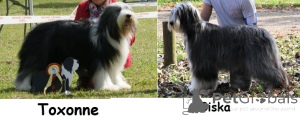 Photo №1. bearded collie - for sale in the city of Saumur | negotiated | Announcement № 146022