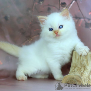 Photo №1. siberian cat - for sale in the city of London | 264$ | Announcement № 121995