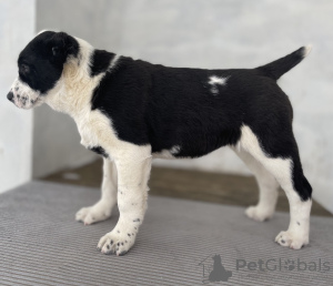 Additional photos: Alabai Central Asia Shepherd Dog Nurdzhakhan kennel