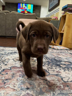 Photo №3. Labrador Retriever Puppies Gentle Hearts, Boundless Energy. Netherlands