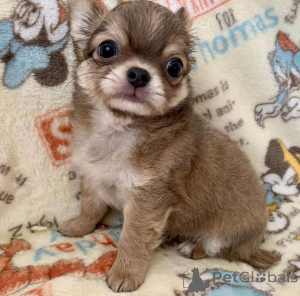 Photo №1. chihuahua - for sale in the city of California | negotiated | Announcement № 160211