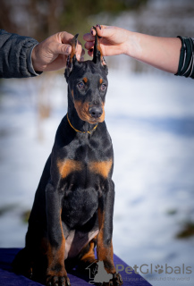 Photo №1. dobermann - for sale in the city of Belgrade | negotiated | Announcement № 127943