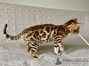 Photo №1. bengal cat - for sale in the city of Zelenograd | 260$ | Announcement № 121056