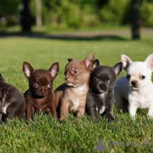 Photo №1. chihuahua - for sale in the city of Brussels | 723$ | Announcement № 166588