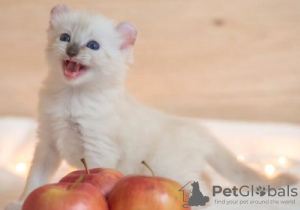 Photo №1. american curl - for sale in the city of Пютте | Is free | Announcement № 128219