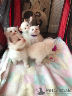 Photo №3. Vaccinated Ragdoll Kittens ready for Sale to loving homes. United States