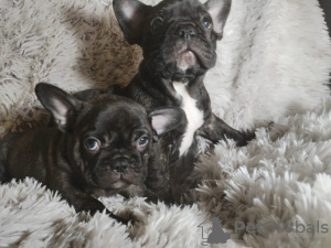 Photo №1. french bulldog - for sale in the city of Copenhague | Is free | Announcement № 119473